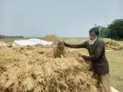 সুনামগঞ্জে আকস্মিক বন্যার শঙ্কায় পাকা ধান কাটার তাগিদ