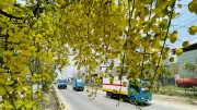 সোনালুর হলুদ আভায় সেজেছে ঢাকা-চট্টগ্রাম মহাসড়ক