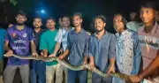 চট্টগ্রাম বিশ্ববিদ্যালয় থেকে আট ফুট লম্বা অজগর উদ্ধার