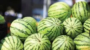 গরমে তরমুজের চাহিদা বাড়লেও দাম কম, উৎপাদন দ্বিগুণ