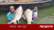 পদ্মা নদীতে ধরা পড়া দুই কাতল মাছের দাম ৮৬ হাজার ৭০০ টাকা
