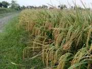 খুলনায় ব্রি-১০৮ ধান চাষে কৃষকদের আগ্রহ বাড়ছে