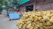 রংপুরে আলু উৎপাদন বাড়লেও রপ্তানিতে পিছিয়ে