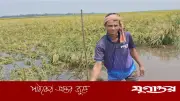 অকালবন্যার শঙ্কায় হাওড়ে দ্রুত ধান কাটতে মাইকিং