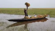 মৌলভীবাজারের হাওরে বোরো ধান কাটার ধুম, ফলন ভালো কিন্তু দামে হতাশ কৃষক
