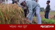 ফজরের নামাজ পড়েই ধান কাটতে নামলেন এমপি এনামুল