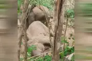 রাঙামাটিতে ৬০ বছর বয়সী বন্য হাতির মৃত্যু, স্ত্রী হাতির কারণে মরদেহ উদ্ধারে বাধা