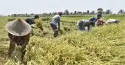 দেশব্যাপী ডিজেল সংকটে বোরো চাষ ঝুঁকিতে, খাদ্য নিরাপত্তা নিয়ে উদ্বেগ