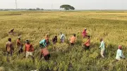 প্রথম আলোর ফটো সিরিজে বাংলাদেশের নানা দিক