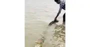 ফরিদপুরে পদ্মা নদীতে জেলের বড়শিতে কুমির ধরা
