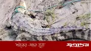 পদ্মায় হাজারী বড়শিতে আটকা পড়ল বিরল প্রজাতির বিশাল কুমির