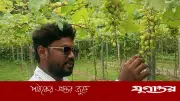 রাজবাড়ীতে ২০৪ জাতের আঙুর চাষে সাড়া ফেলেছেন তরুণ উদ্যোক্তা