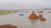 অতিবৃষ্টি ও ঢলে সুনামগঞ্জে ধান নষ্ট, ভাঙছে বাঁধ
