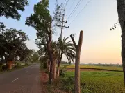 যশোরে বিদ্যুৎ সঞ্চালন লাইনে গাছ কাটা নিয়ে ক্ষোভ