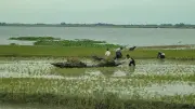 নেত্রকোনায় বন্যার আশঙ্কায় আধপাকা ধান কাটছেন কৃষক