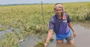 টানা বৃষ্টিতে নেত্রকোনায় বোরো ধান তলিয়ে যাওয়ার শঙ্কা