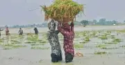 সুনামগঞ্জে ধান কাটার সংকটে কৃষকেরা, লোকসানে বিক্রি