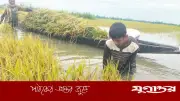 টানা বর্ষণে জামালগঞ্জের হাওড়ে বোরো ধান তলিয়ে কৃষকদের দুর্ভোগ