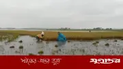 ছাতকে ফসল রক্ষা বাঁধ ভেঙে তলিয়ে গেল ২১ গ্রামের বোরো ধান