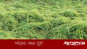 হিলিতে ঝড়-বৃষ্টিতে বোরো ধানের ব্যাপক ক্ষতি, কৃষকদের শঙ্কা