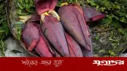 কলার মোচার অসাধারণ স্বাস্থ্যগুণ: পুষ্টি ও রান্নার নানা ব্যবহার