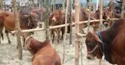 ঢাকা উত্তর সিটিতে ৪টি অস্থায়ী হাট ইজারা নিতে দরদাতা নেই