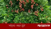 সোনারগাঁয়ের বড়-সুস্বাদু লিচু আসছে বাজারে, দাম কেমন?
