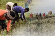 বাংলাদেশের নতুন শিক্ষানীতি ঘোষণা: পরিবর্তন কী আসছে?