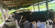 ময়মনসিংহে টানা ১৫ ঘণ্টা বিদ্যুৎ না থাকায় খামারের গরু অসুস্থ