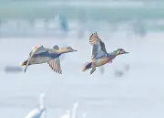 অতি বিরল বৈকাল হাঁসের সন্ধান: বাইক্কা বিলে পাঁচ বছরের খোঁজের পর অবশেষে সফলতা