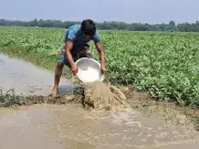 মিরসরাইয়ে বৃষ্টির পানিতে তরমুজখেত তলিয়ে, কৃষকদের দুশ্চিন্তা বাড়ছে
