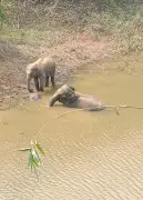 বান্দরবানে হাতি দম্পতির শোক: মৃত শাবকের পাশে তিন দিন ধরে অপেক্ষা