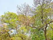 রাজশাহীর দরগাডাঙ্গায় প্রাচীন মহুয়া বাগান: মাত্র ১১টি গাছ অবশিষ্ট