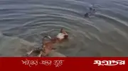 বাগেরহাটে কুকুর-কুমির ঘটনা: সামাজিক মাধ্যমে অপতথ্য ছড়াচ্ছে, আসল ঘটনা ভিন্ন