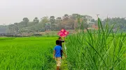 ঢাকার রিকশা থেকে সুন্দরবনের নৈসর্গ: নাগরিক জীবনের আটটি মুহূর্ত
