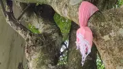 বিভিন্ন খবরের সমাহার: সংগীত নক্ষত্রের বিদায়, শিশু মৃত্যু ও কৃষকের স্বপ্ন