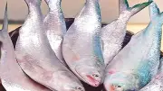 বর্ষবরণ ইলিশের মণ ৩ লাখ টাকা ছাড়ালো, জামিনে মুক্ত বাউলশিল্পী আবুল সরকার
