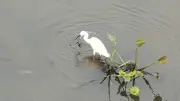 বাংলাদেশে অনলাইন শিক্ষার নতুন সম্ভাবনা: ডিজিটাল প্ল্যাটফর্মে শিক্ষার্থীদের অংশগ্রহণ বৃদ্ধি