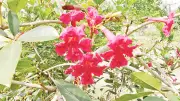 ঝিনাইদহে ফুটেছে বিরল লাল ট্যাবেবুইয়া ফুল, মাদাগাস্কার জুঁইয়ের সৌন্দর্য