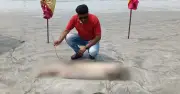কুয়াকাটায় মৃত ডলফিন ভেসে আসা: পরিবেশগত হুমকির অশনিসংকেত