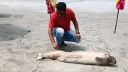 বিবিসির ২ হাজার কর্মী ছাঁটাই, দেশি গণমাধ্যমে ২১ হাজার! মেসি মামলা ও ডলফিন মৃত্যু