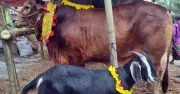 শরিয়তের দৃষ্টিতে ওজন মেপে পশু কেনা: শায়খ আহমাদুল্লাহর গুরুত্বপূর্ণ আলোচনা