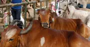 ঈদুল আজহায় রাজধানীতে ২৪টি অস্থায়ী হাট স্থাপন, মোট ২৬ বাজারে পশু বিক্রি