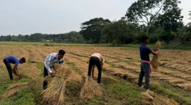 শিক্ষার্থীদের ধান কাটা: শ্রমিক সংকটে কৃষকের পাশে দাঁড়ানো