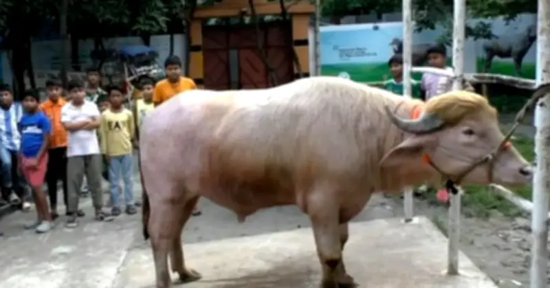 গোলাপি মহিষ 'ডোনাল্ড ট্রাম্প' নারায়ণগঞ্জে কোরবানির হাটে সাড়া ফেলেছে