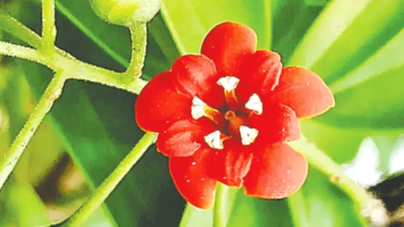জ্যাকুইনিয়া: প্রকৃতির এক সহনশীল সৌন্দর্য