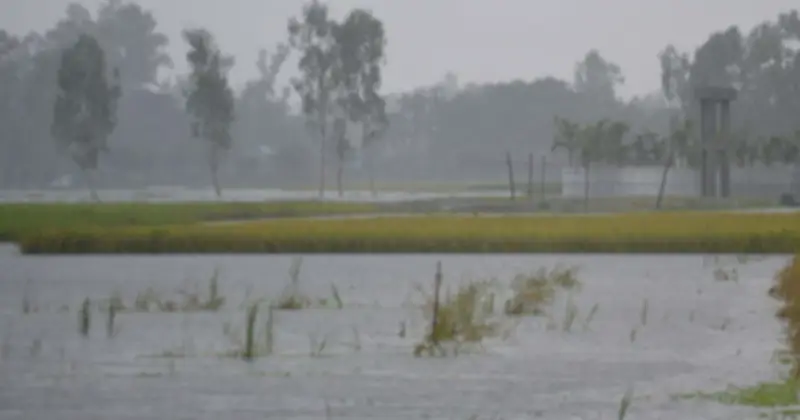 কুড়িগ্রামে পাঁচ বছরের রেকর্ড বৃষ্টি, বোরো ধান নিয়ে শঙ্কা