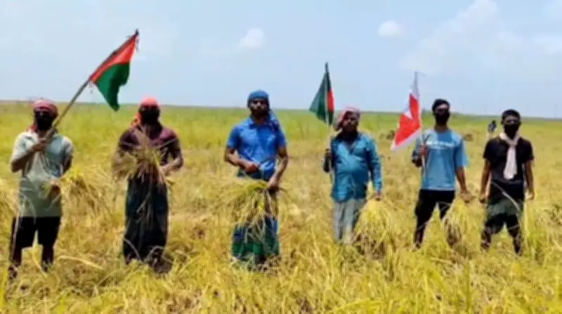 শরীয়তপুরে নিষিদ্ধ ছাত্রলীগের ধান কাটার ভিডিও ভাইরাল