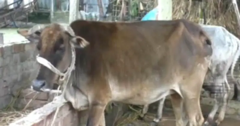 কুড়িগ্রামে খুরারোগে আক্রান্ত শত শত গরু, কোরবানির আগে দুশ্চিন্তা