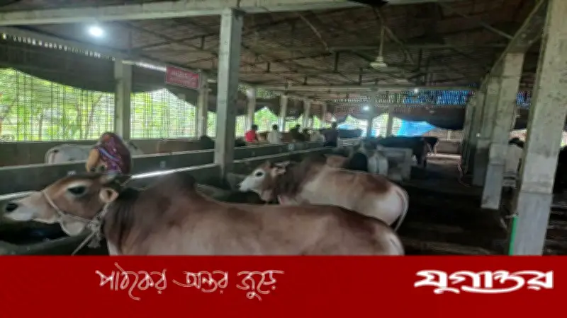 রংপুরের খামারে কুরবানির জন্য ৮০ গরু প্রস্তুত, কেজি ৫০০ টাকা